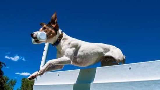 Parson Russel Terrier participating in a dog sport