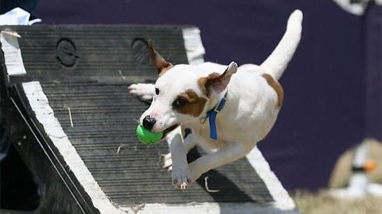 Parson Russel Terrier participating in a dog sport