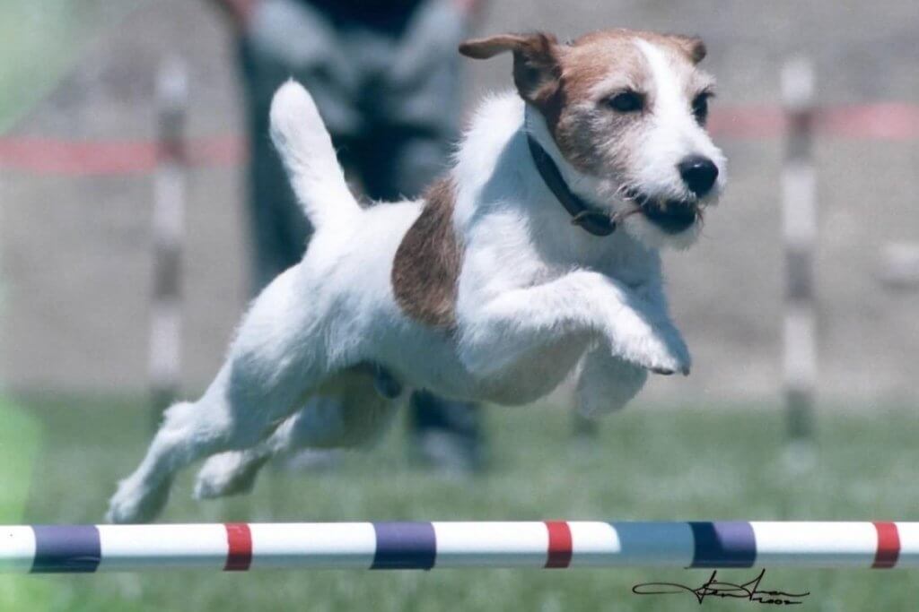 Parson Russel Terrier participating in a dog sport