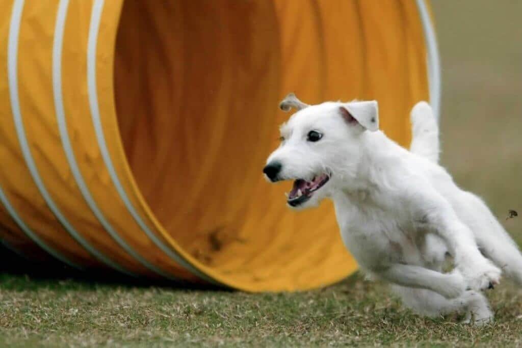 Parson Russel Terrier participating in a dog sport