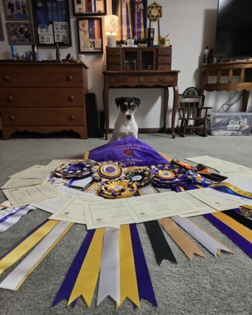 Parson Russel Terrier pictured sitting in a room with many dog sports accolades in front of it