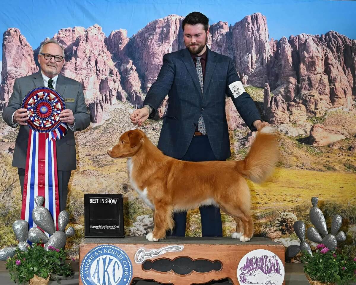Redmoon’s Sexy Son Of A Duck. Top-winning Toller in AKC History. Current Record Holder of most All-Breed BIS. Image provided by breeder and owner Kendyl Shultze Rich.