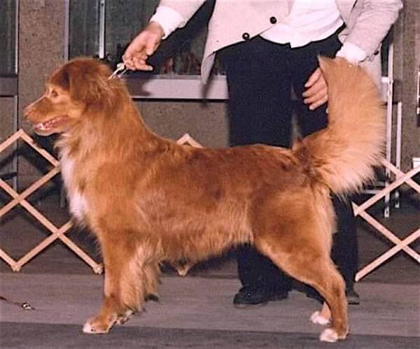 Sproul’s Highland Playboy. Photo belonged to Alison Strang (deceased).