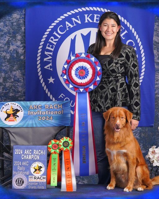 Multi-talented DoChara Spun A Royal Flower (MACH2 RACH2 CH). First-ever RACH Invitational winner 2025. Photo Credit Pix n Pages, image provided by owner and handler Daniela Flores.