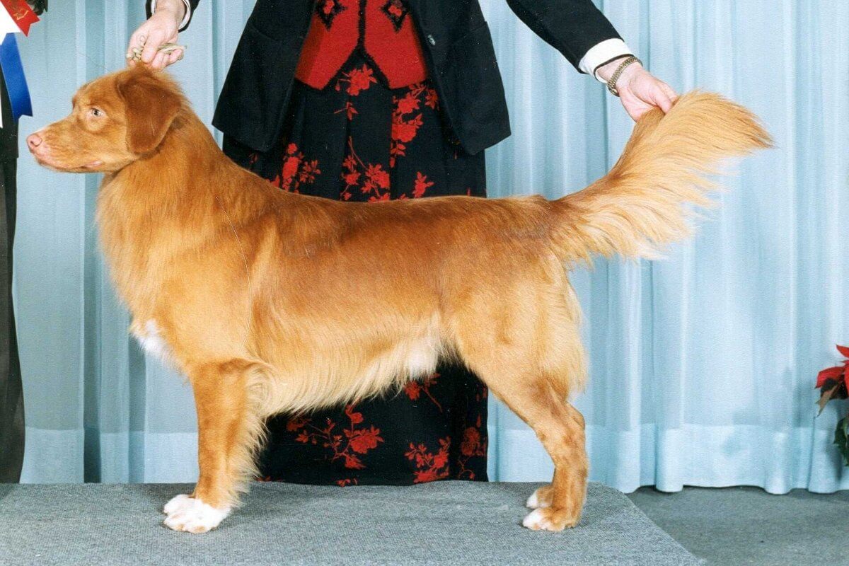 For Whom Does the Dog Toll? The Nova Scotia Duck Tolling Retriever