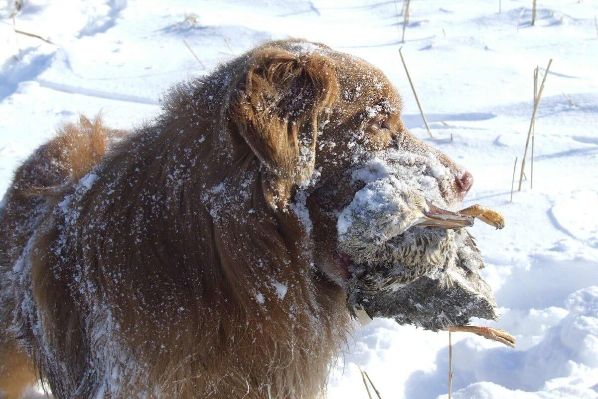 For Whom Does the Dog Toll? The Nova Scotia Duck Tolling Retriever