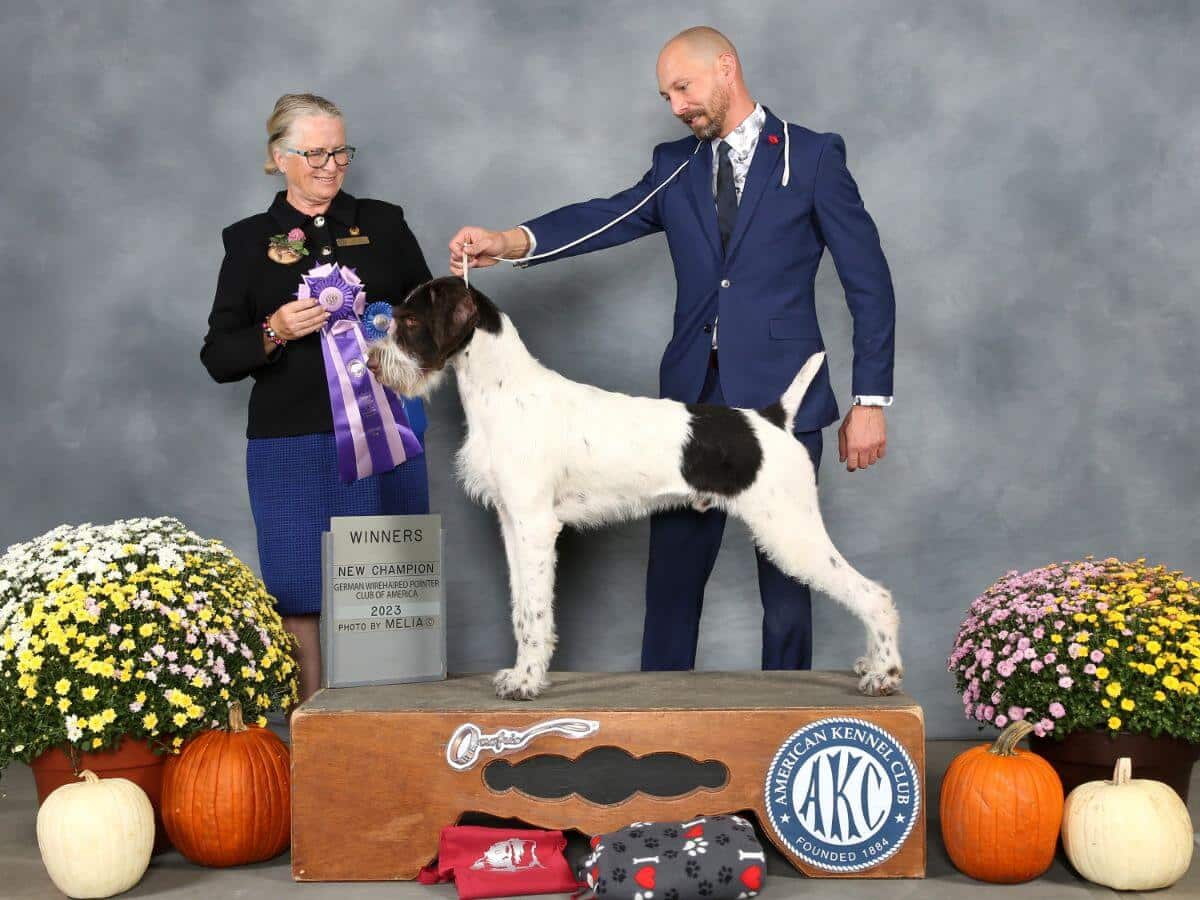 German Wirehaired Pointer (GWP) stacked at a dog show
