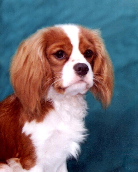 Nancy’s first Cavalier, Mayfield Truole Double Mikey
