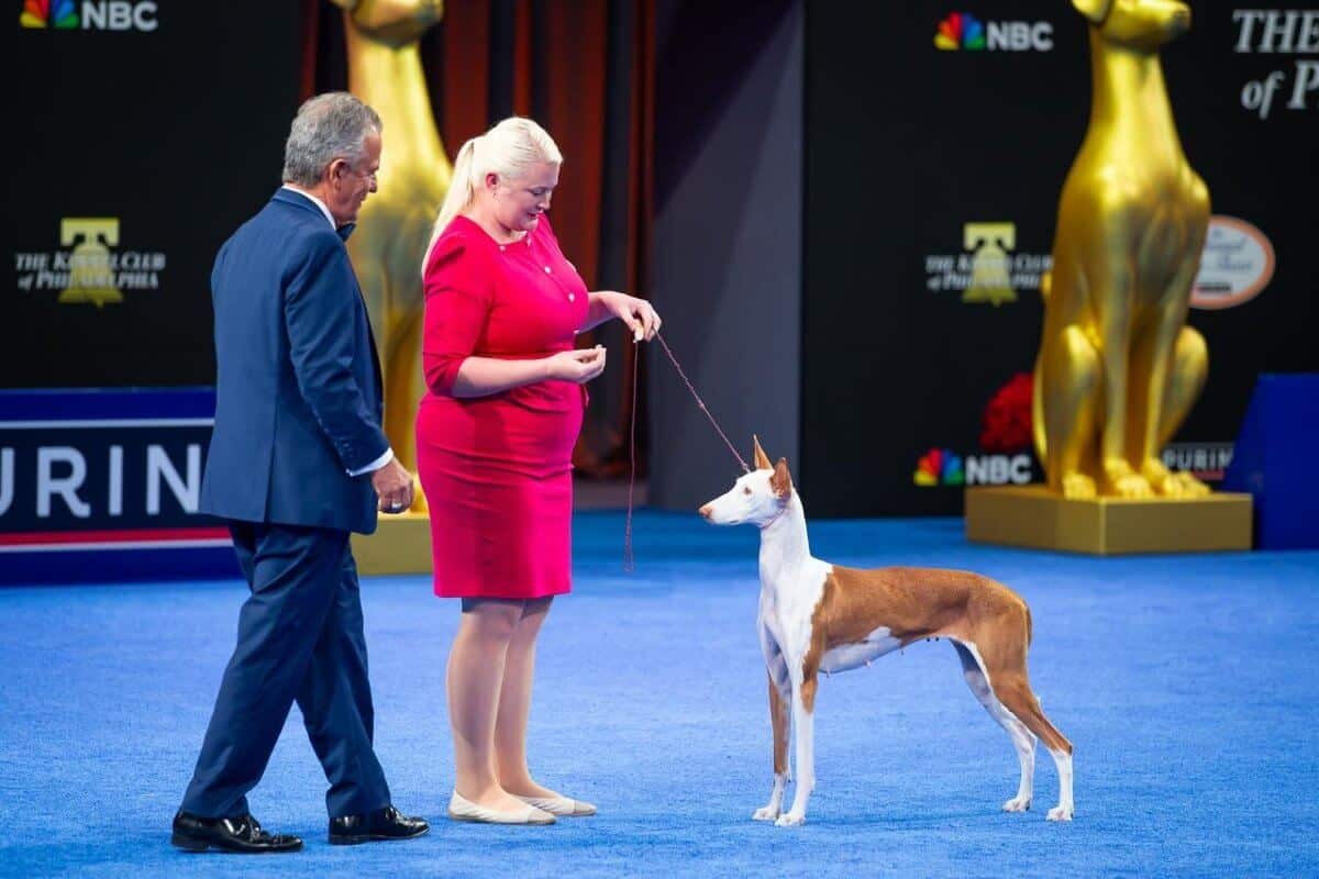 Group judging in the Stadium Show Ring takes place beginning at 1 p.m. both Saturday and Sunday afternoons. Photo credit: Steve Donahue/See Spot Run Photo