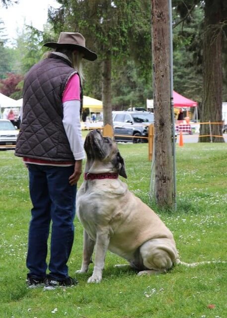 Pebbles, a Platinum Working Dog, demonstrating the teamwork behind her many accomplishments