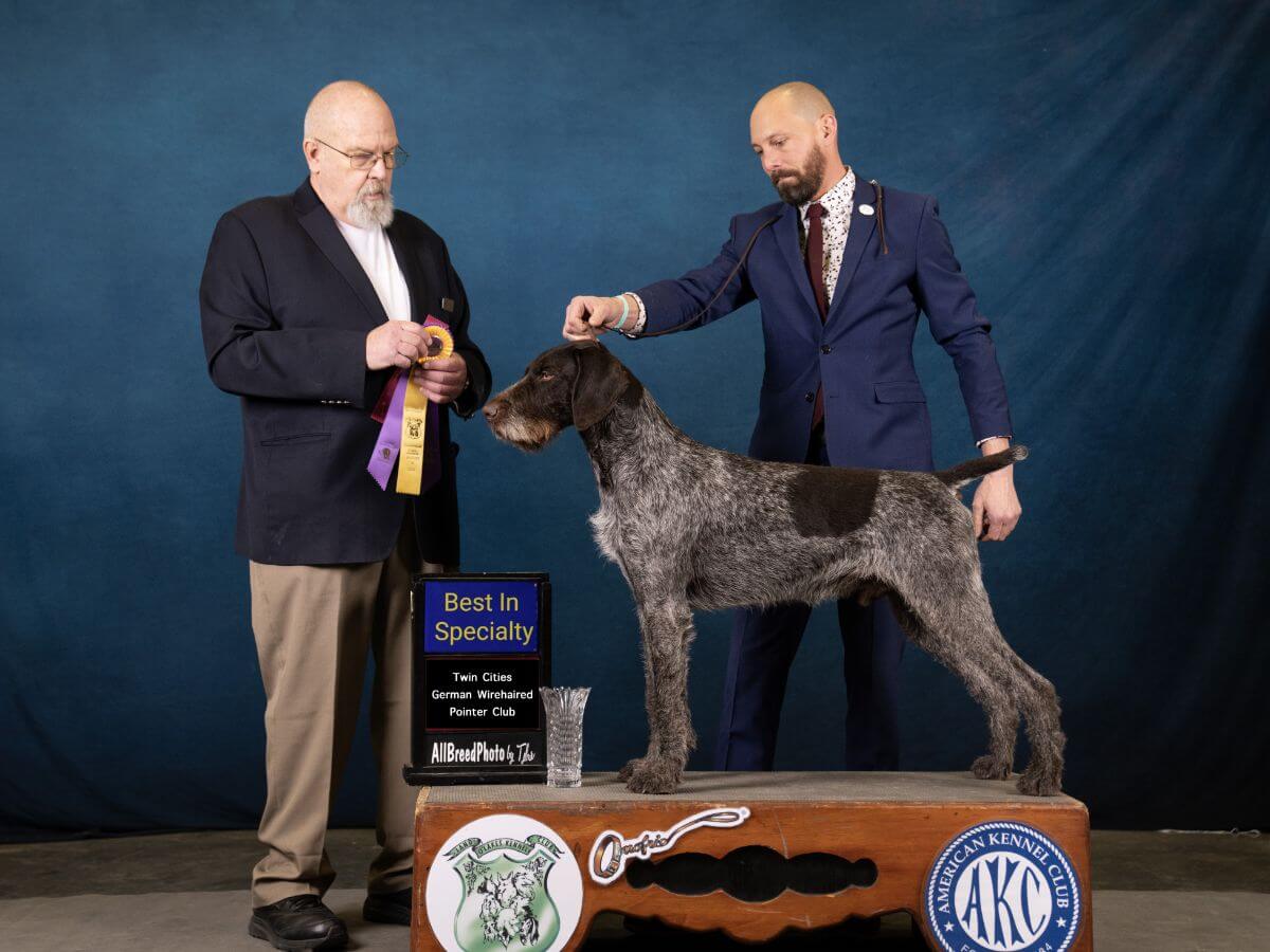 German Wirehaired Pointer (GWP) wins Best in Specialty at a dog show