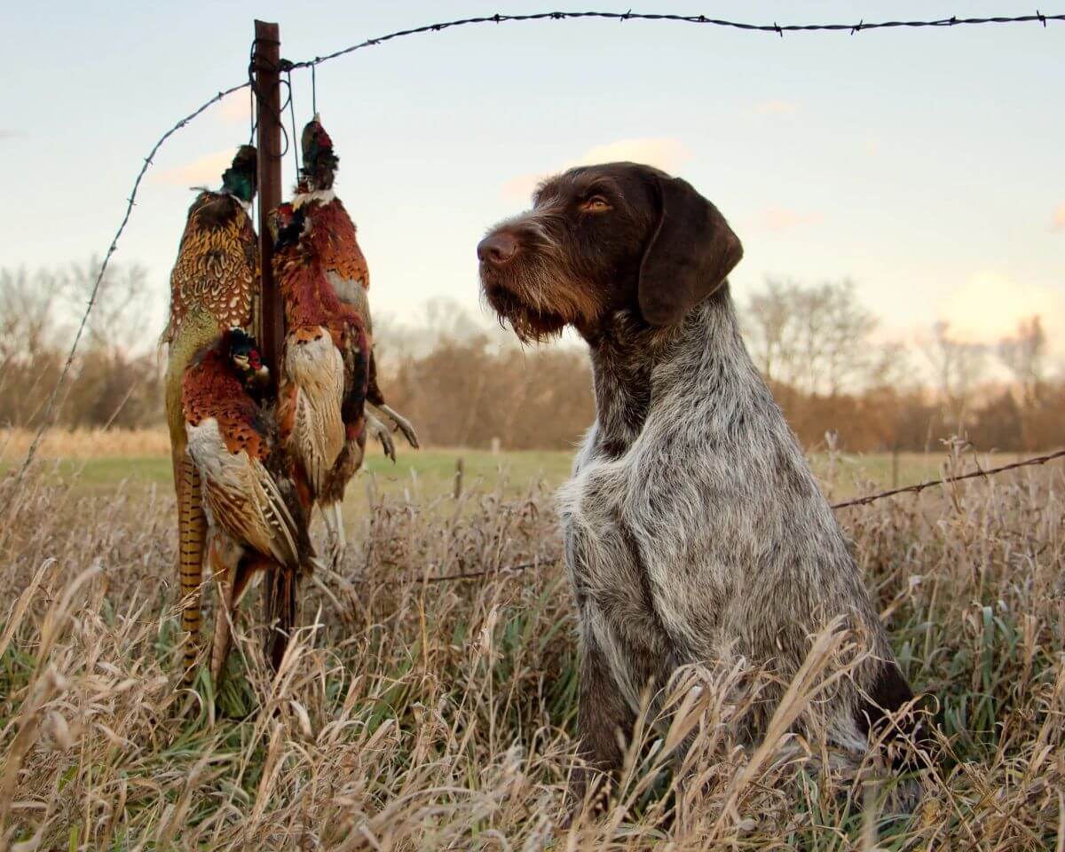 German Wirehaired Pointer (GWP) in a field