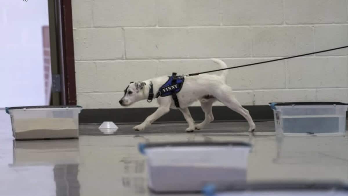 Parson Russel Terrier participating in a dog sport