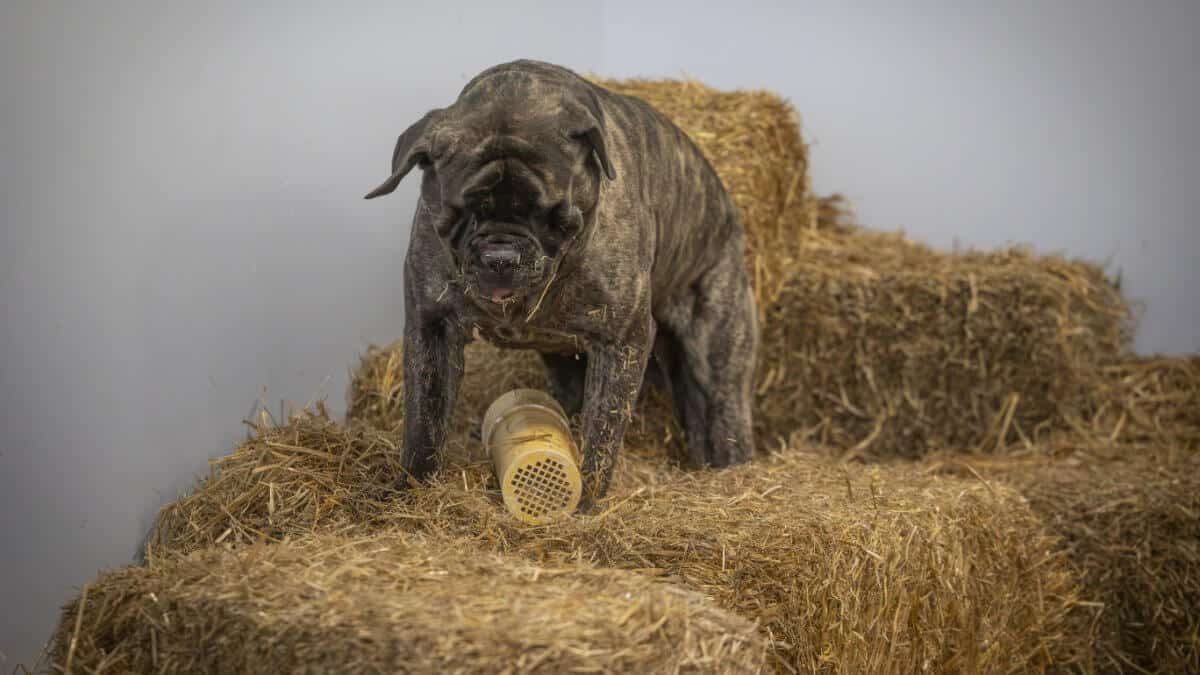 Waylon competing in his favorite sport, Barn Hunt