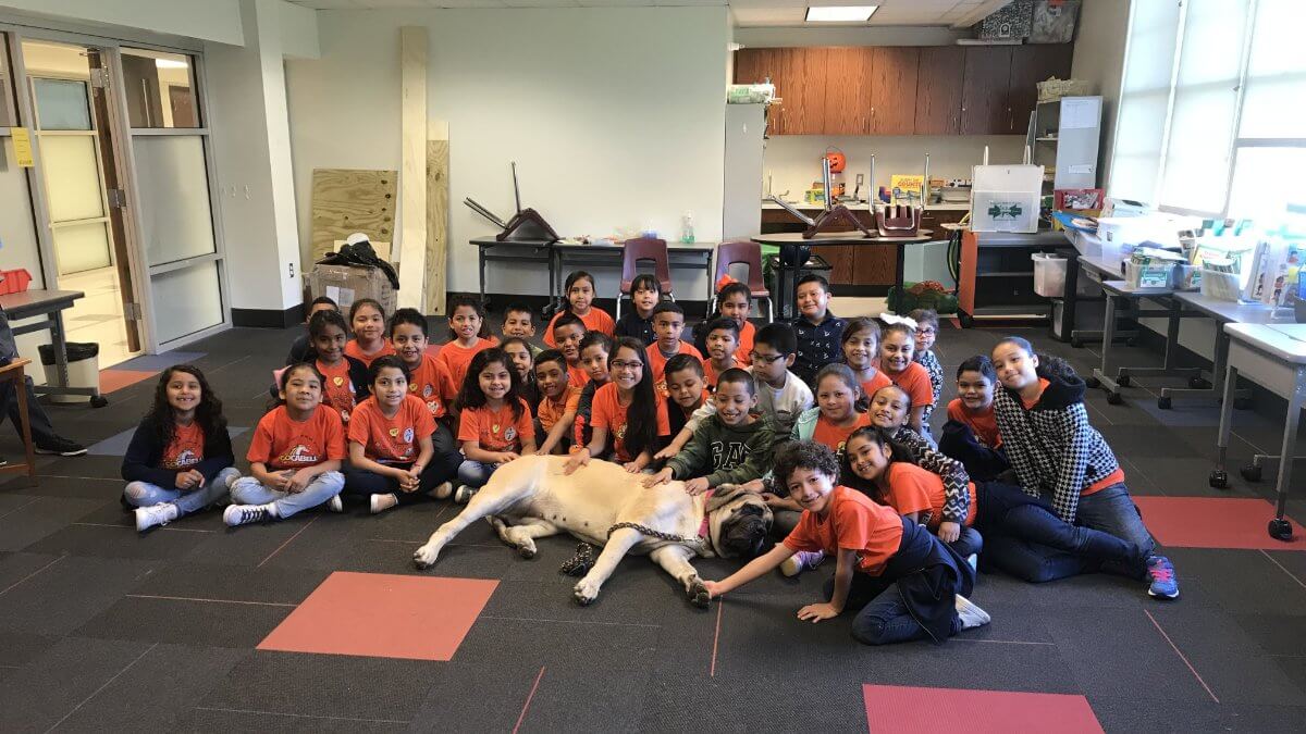Mastiff Ambassador