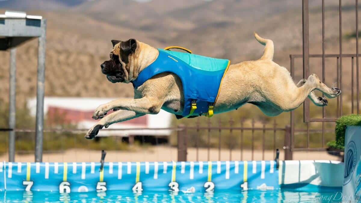 Mastiff trialing in Dock Diving