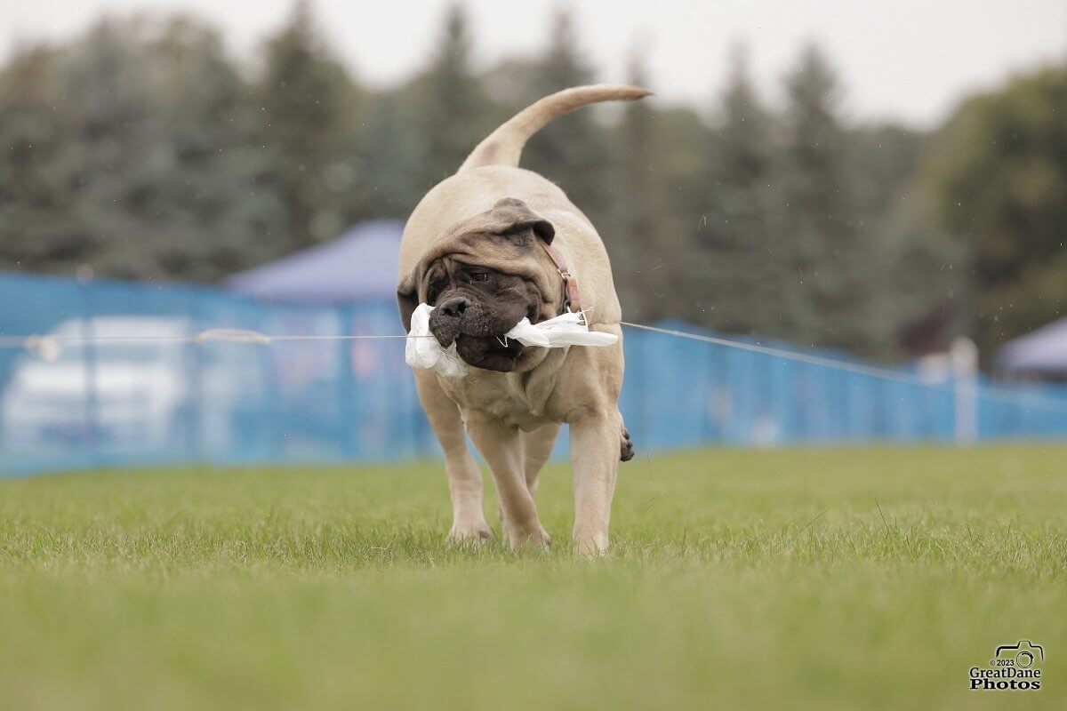 Mastiff running in lure coursing