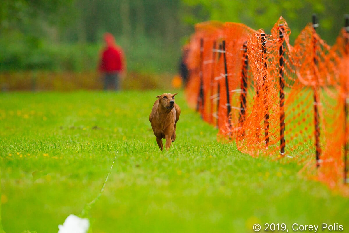German Pinscher