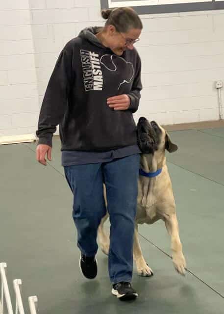 Mastiff in the Obedience Ring