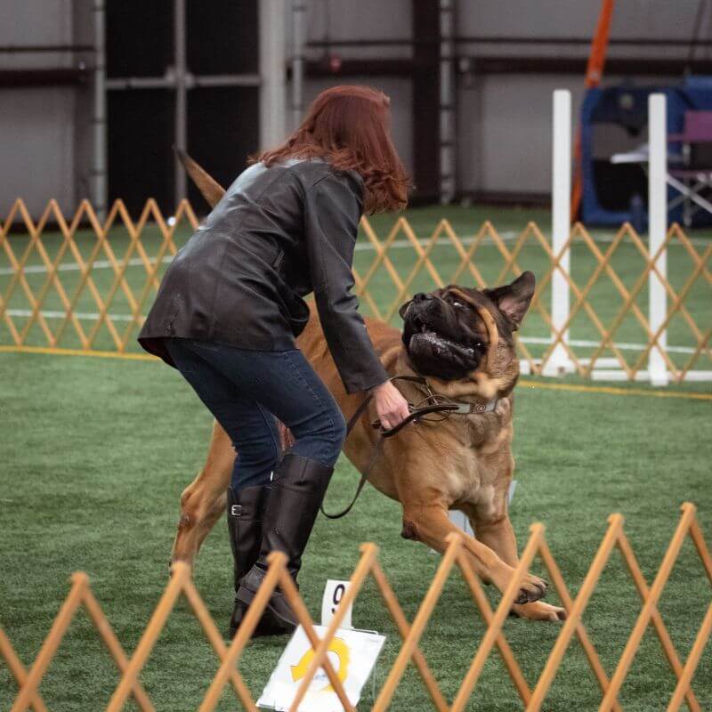 Mastiff on course in Rally