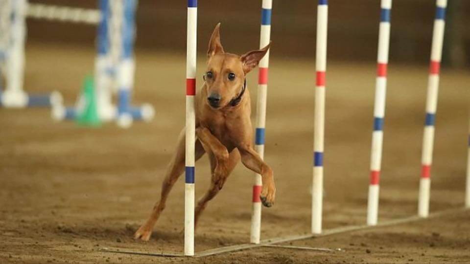 German Pinscher