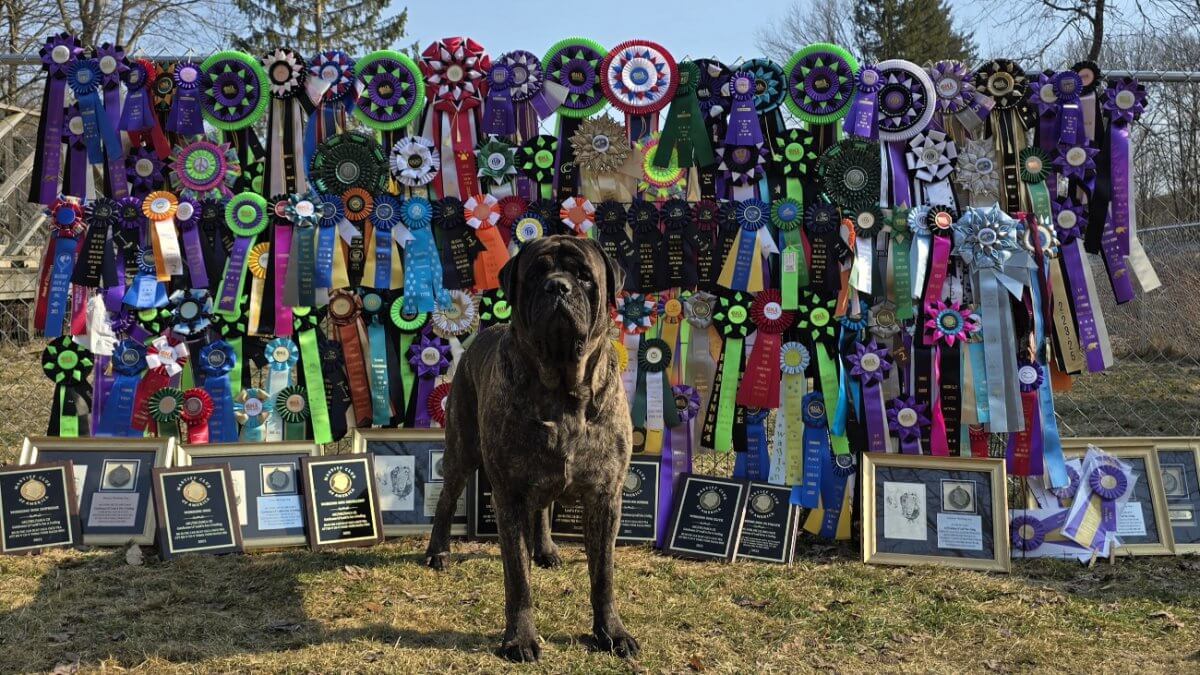 Waylon with his record-setting ribbon collection