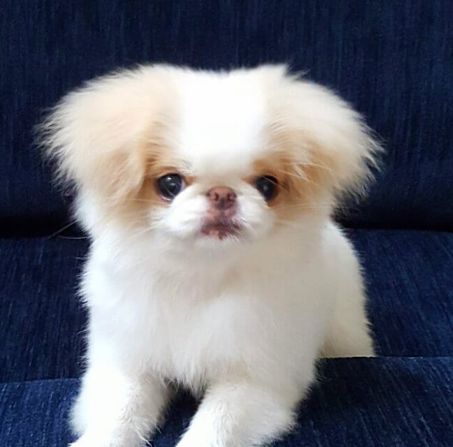 Midwood Japanese Chin puppy