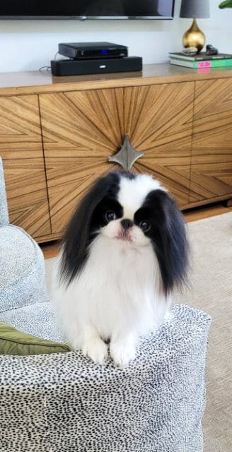 Midwood Japanese Chin