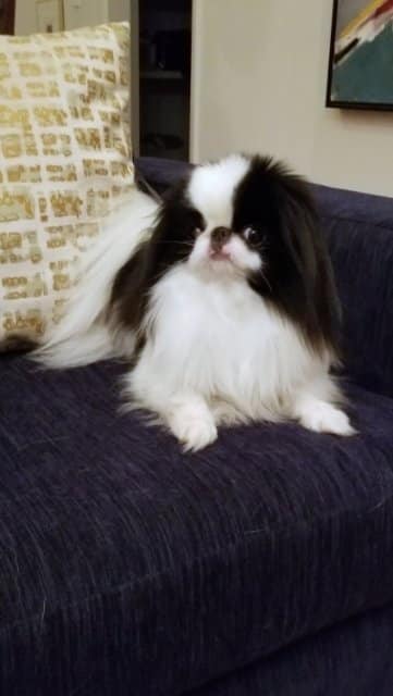 Midwood Japanese Chin