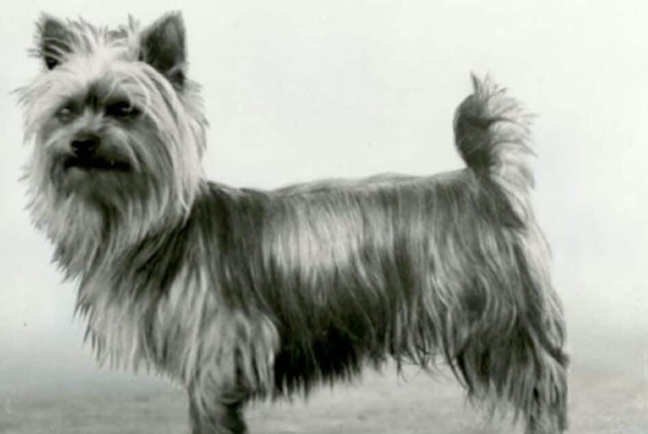 Ch. Sunbur Pete, Silky Terrier; 1959. Courtesy of AKC Library and Archives.