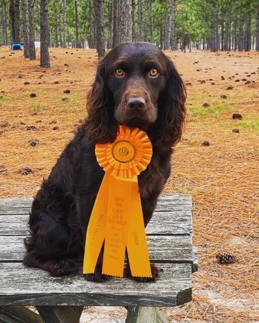 Boykin Spaniel