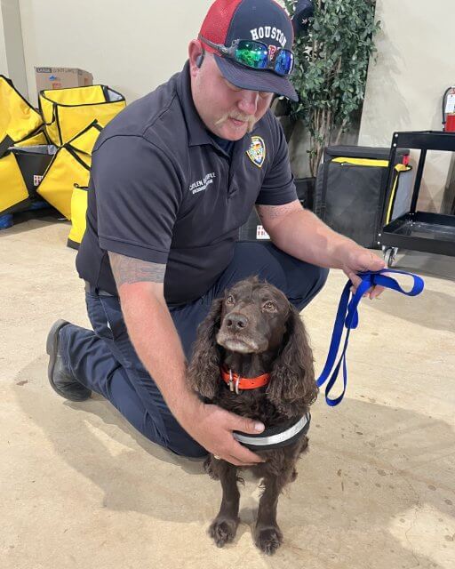 Boykin Spaniel
