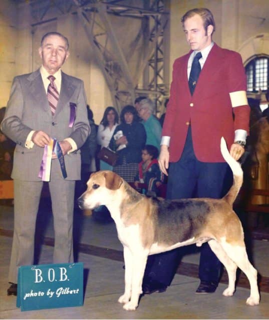 The author’s first time showing a foxhound. “I thought the scarlet coat was a grand idea, but I was quickly advised that ‘colors’ were to be earned in the field. The next (and last) time I wore scarlet in the ring was the AKC Centennial Show in 1984 where we showed 19 working English Foxhounds in full hunt livery. In the photo above, the hound was qualified… I wasn’t. The great Henry H. Stoecker doing the honors.