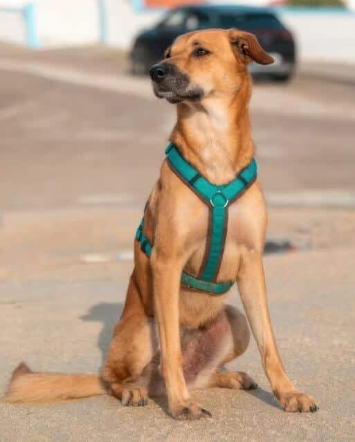 Dog with a harness