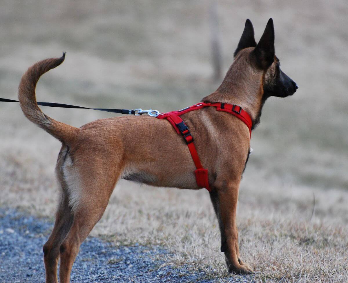 Dog with a harness
