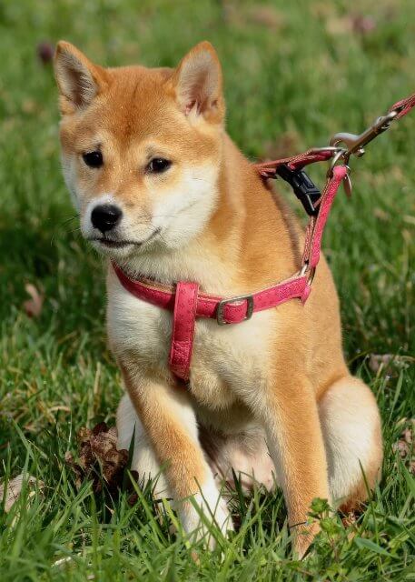 Dog with a harness