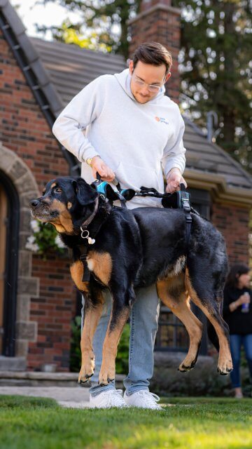 Dog with a harness
