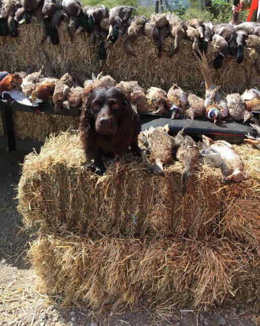 Boykin Spaniel