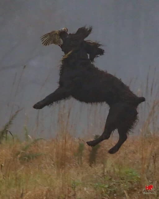 Boykin Spaniel