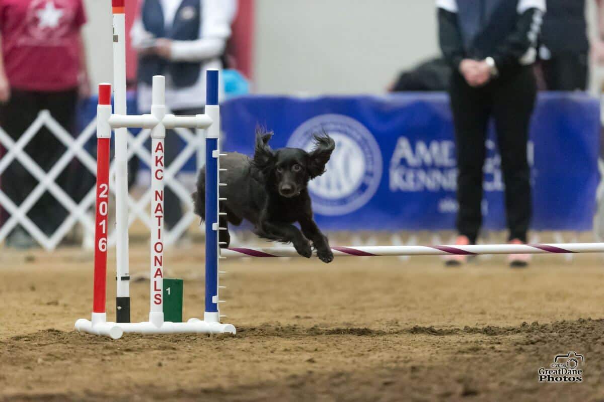 Boykin Spaniel