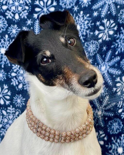 Mutts and Me collar on a Fox Terrier