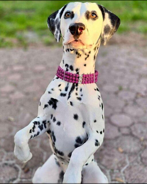 Mutts and Me on a Dalmatian dog