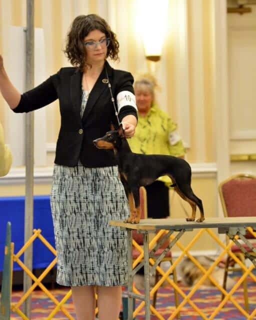 Michelle Barlak at a dog show with a Toy Manchester Terrier