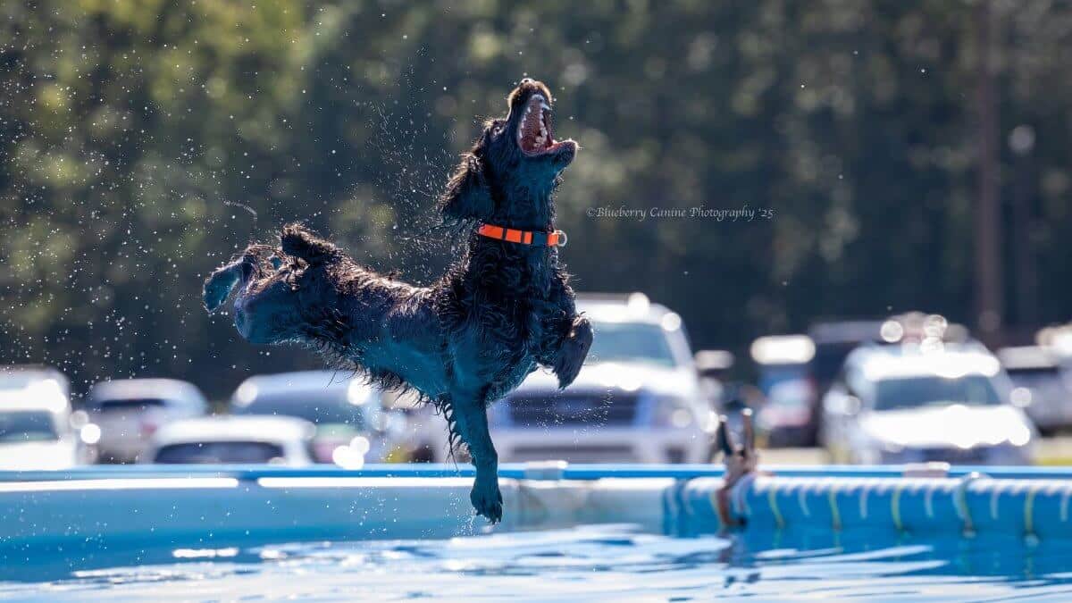 Sunny Dock Diving