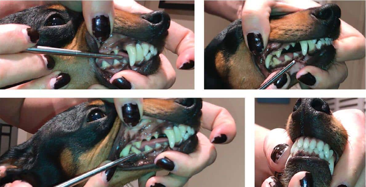 Toy Manchester Terrier dentition