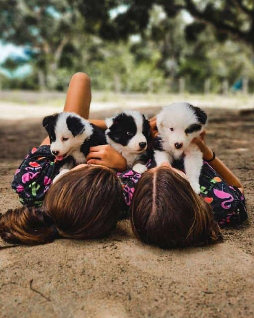 Two little girls playing with 3 Yakutian Laika puppies