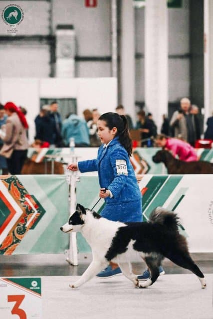 Yakutian Laika at a dog show