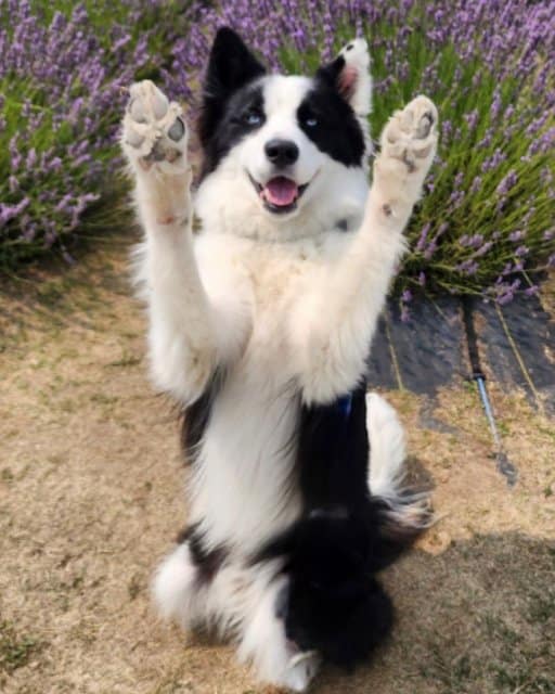 Yakutian Laika playfully rises it's front legs