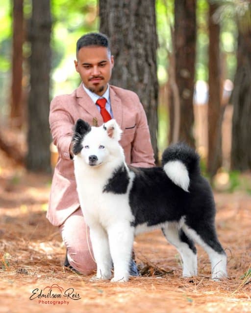 Yakutian Laika pictured in the woods, with its handler