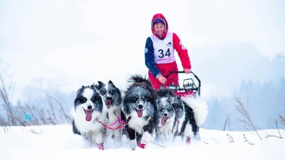 Yakutian Laika